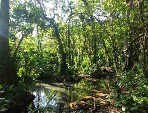 Nature coaching