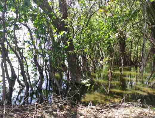 Charco Verde