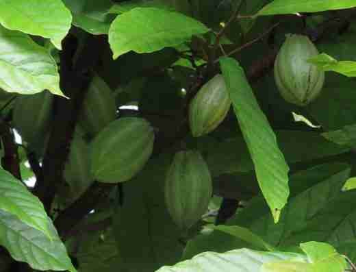 Finca Magdalena farm